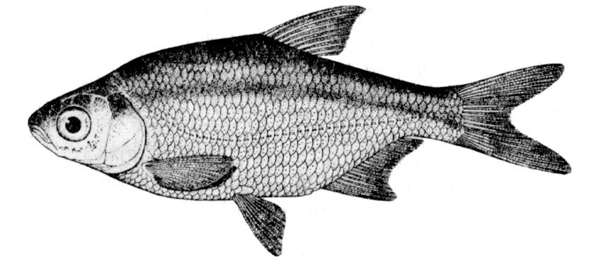 Blicca bjoerkna_01.jpg